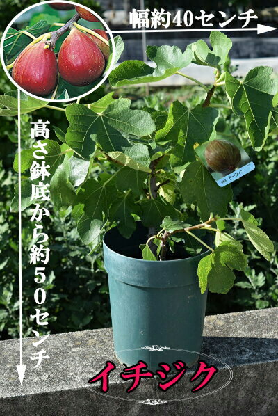 楽天市場 無花果イチジクドーフィン無花果 果樹 プラ鉢植えイチジク いちじく 園芸百貨店何でも揃うこぼんさい