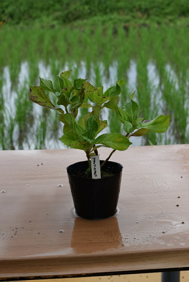 楽天市場 アジサイてまりてまり紫陽花苗テマリテマリ紫陽手毬手毬てまりてまりアジサイ小苗 6月剪定後の状態でのお届けとなります 園芸百貨店何でも揃うこぼんさい
