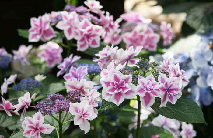 アジサイアラモード　紫陽花苗　あじさい 花苗　小苗