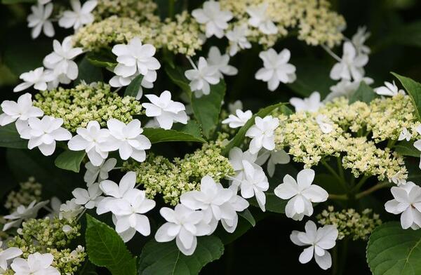 アジサイウエディングドレス苗　紫陽花苗