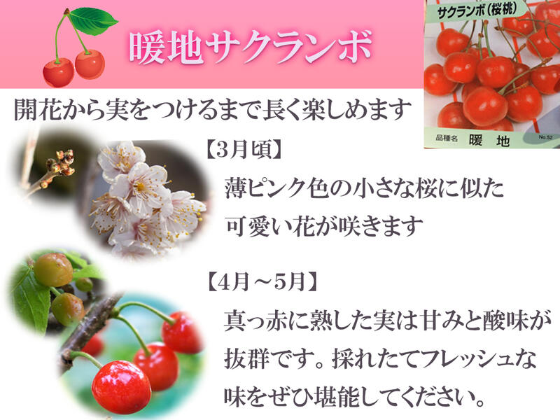 楽天市場 自宅でサクラのお花見を楽しむ盆栽さくらんぼサクランボ鉢植え 22年開花後4月頃には赤い実がなります 園芸百貨店何でも揃うこぼんさい