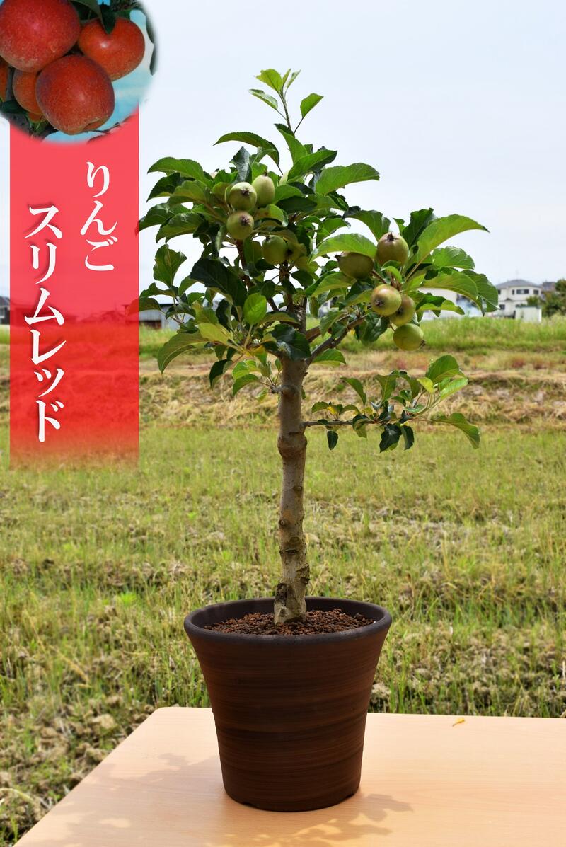 育てて美味しい食べれるリンゴ鉢植え スリムレッド林檎 スリムレッド　食べれるりんごです　実はついていませんが　美味しいむ育てるむりんご