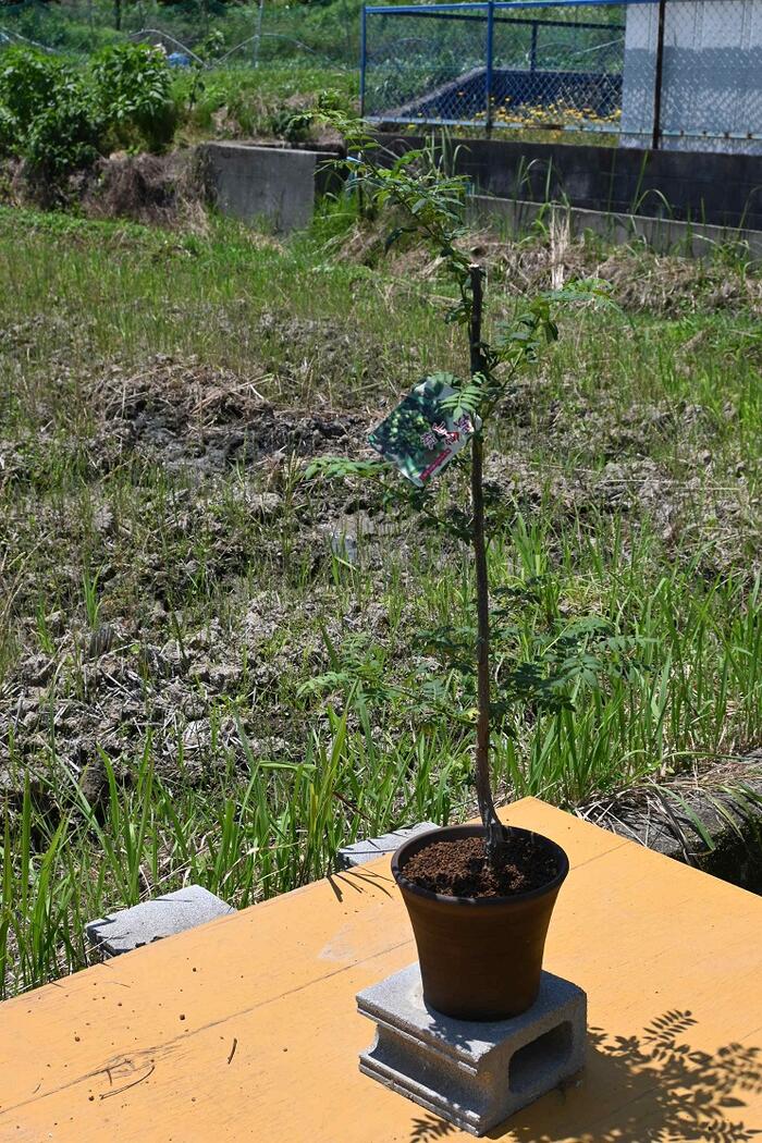 朝倉山椒苗(あさくらさんしょう)の苗木 接木苗　山椒 鉢植え