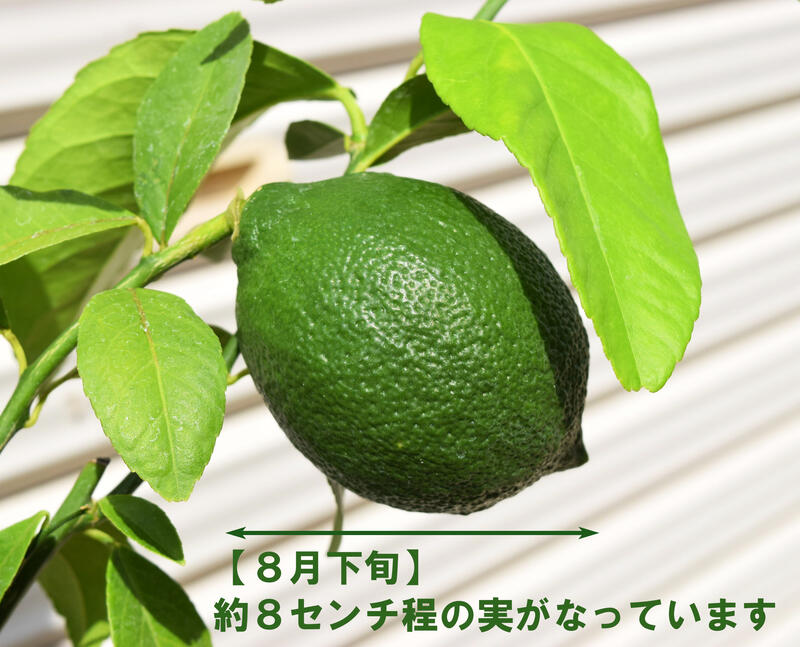 �������� �����ɥ��������� �ץ�ȭ���ꡡ2025ǯ���ָ�¤��ʤ����