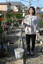 2025年3月開花大苗白しだれ梅 当店おススメ しだれ梅 特大 ご自宅で綺麗なしだれ梅 育てませんか枝垂れ梅シダレ梅 庭木 花芽が 300芽から