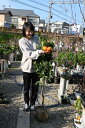 温州ミカン大苗みかんの木かん苗柑橘苗接ぎ木大苗ビタミンCは　免疫力アップ　収穫は1月〜2月頃です