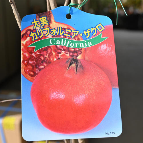 ザクロ 苗木 大実 カリフォルニアザクロ 柘榴 健康 美容 果実 果樹 2