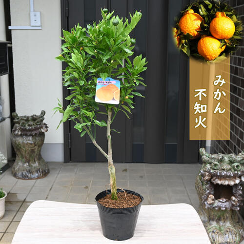 楽天市場】デコポン 苗木 4 年生の通販 楽天市場】デコポン 苗木 4 年生の通販