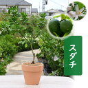 プレゼントに育てる楽しみ鉢植えの酢橘スダチ 果樹 鉢植え 素焼き鉢入りすだち自宅で収穫を楽しめますスダチを育てよう