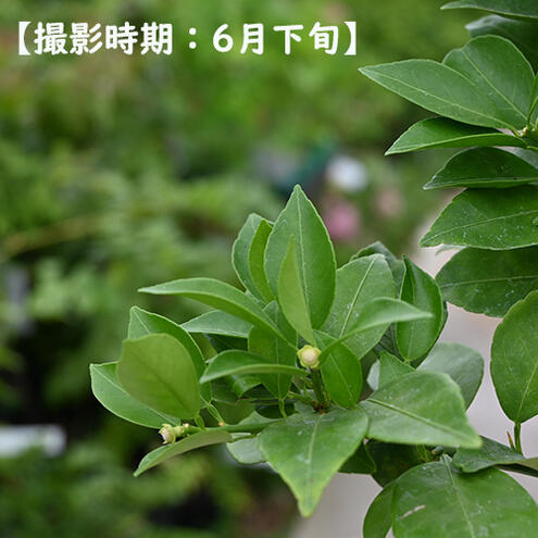 園芸百貨店何でも揃うこぼんさいのプレゼントに育てる楽しみ鉢植えの酢橘スダチ 果樹 鉢植え 素焼き鉢入りすだち自宅で収穫を楽しめますスダチを育てよう｜アングル2