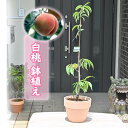 育てる桃鉢植え白桃 素焼き鉢入りもも
