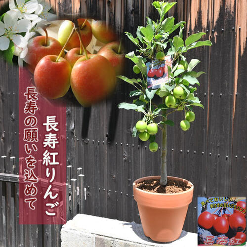 楽天市場】鉢植え 姫りんごの通販