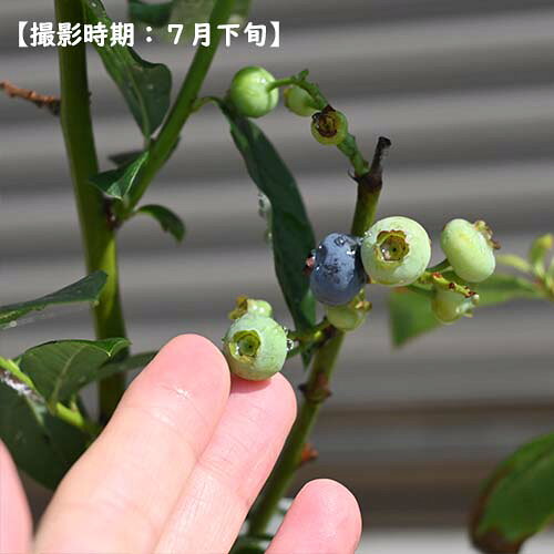 2025年今季実がなりました 7月以降のお届けは実がついておりません　ブルーベリー...