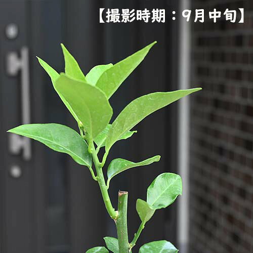 果樹 ブラッドオレンジ モロー 苗木接ぎ木