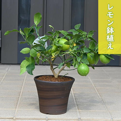 11月頃まで【実付きでお届け】れもん　鉢植え　陶器鉢入りレモン