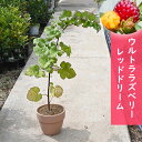 ウルトララズベリー レッドドリーム 超大王 鉢植え果樹 木苺 ラズベリー