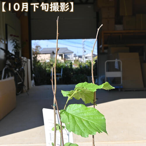 ヨーロピアン ヘーゼルナッツ苗ウェブズプライズHazelnut　苗木ナッツ西洋ハシバミ