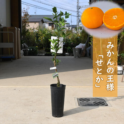楽天市場】せ とか 4 年生 苗木の通販 楽天市場】せ とか 4 年生 苗木の通販