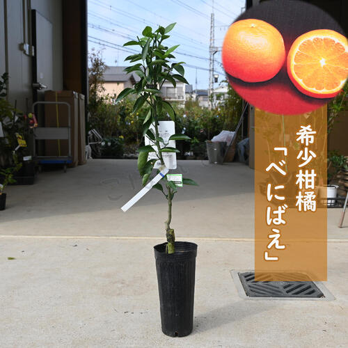 楽天市場】べにばえ 苗木の通販 楽天市場】べにばえ 苗木の通販