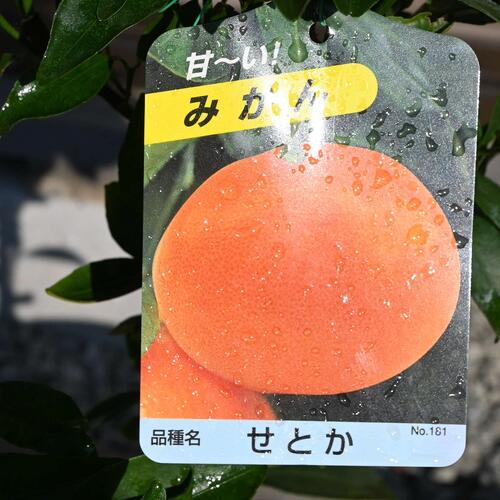 遅れてごめんね ＼まだ間に合います/育てる美味...の紹介画像2