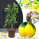 プレゼントに レモン2025年にお花が咲いた後に実がなるレモン 鉢植え 檸檬 お家で収穫 果樹 柑橘れもんを育てよう 母の日ギフト