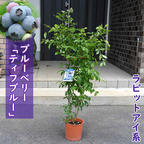 楽天市場】ブルーベリー ティフブルーの通販