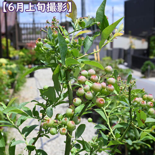 2025年5月より花芽付で発送 ブルーベリー バルドウィン 苗木 果樹 ラビットアイ系 ...