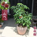 ムベ 鉢植え テラコッタ鉢入りトキワアケビ 長命樹 郁子 果樹 常緑 つる性