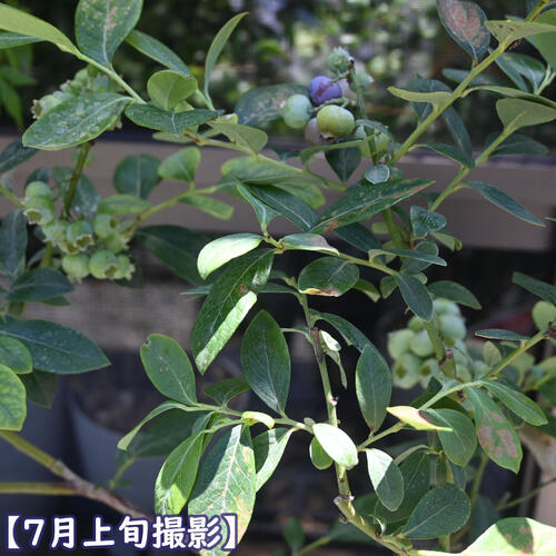 2025年今季実がなりました 7月以降のお届けは実がついておりません　 ブルーベリー...