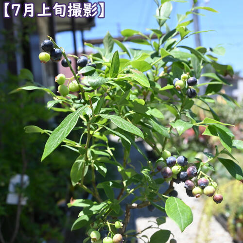 2025年今季実がなりました 7月以降のお届けは実がついておりません　ブルーベリー ...