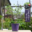 2024年今季実がなりました 7月以降のお届けは実がついておりません ブルーベリー クーパー 苗木 果樹 サザンハイブッシュ系 早生種 大粒