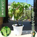今季実がついてない状態でのお届けとなります ぶどう苗 シャルドネ 白ブドウ 白ワイン