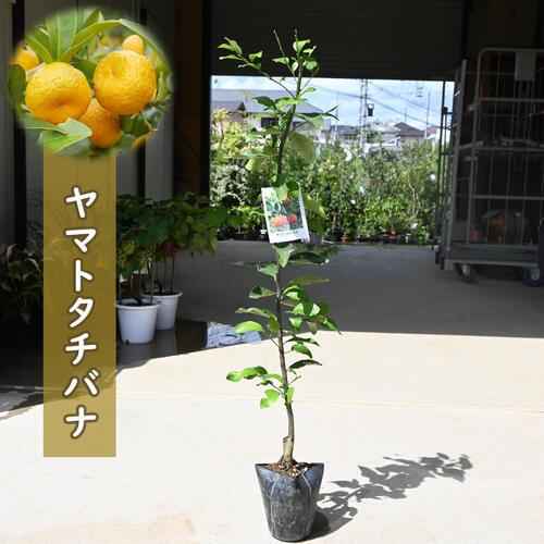 2025年NEW 果樹 ヤマトタチバナ 苗木 大和橘 ニッポンタチバナ 常緑樹