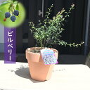 2024年NEW ビルベリー 鉢植え 果樹 テラコッタ鉢入り ワイルドベリー