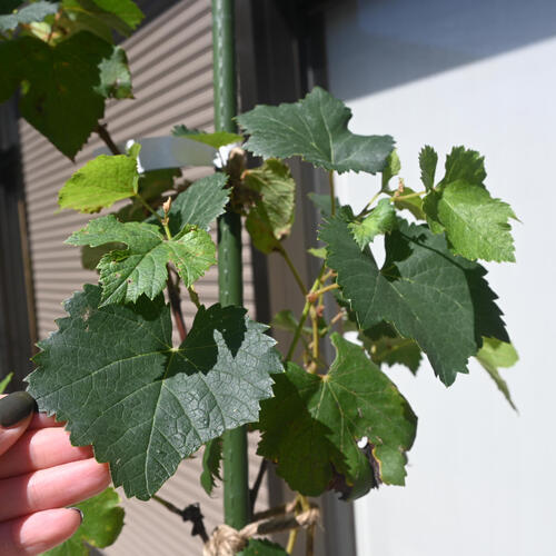 2024ǯNEW������ �֤ɤ� ���ʥΥ��ޥ��� ���� �֤֤ɤ� ���� �����ʼ�