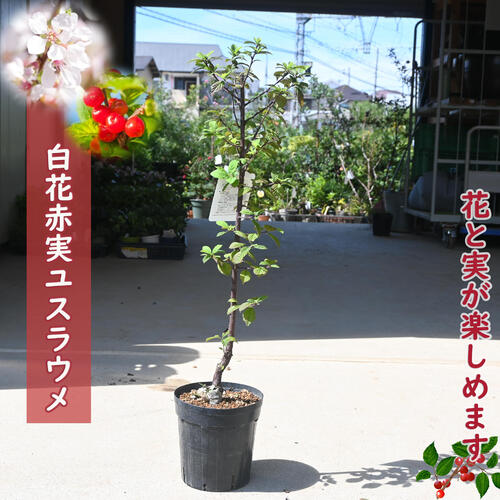 楽天市場】ユスラウメ 苗 赤の通販 楽天市場】ユスラウメ 苗 赤の通販