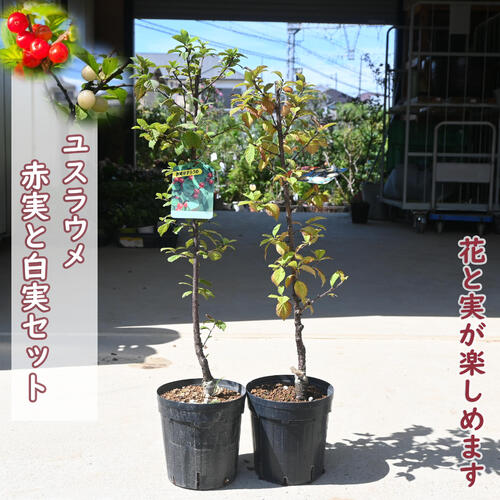 楽天市場】ユスラウメ(ガーデニング・農業|花・ガーデン・DIY 楽天市場】ユスラウメ(ガーデニング・農業|花・ガーデン・DIY