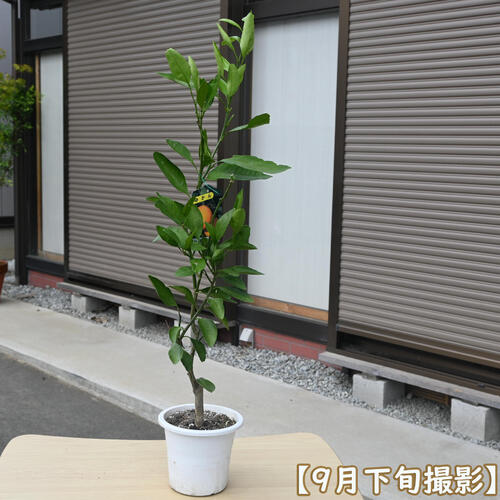2026年プレゼントに育てる楽しみ5月～7月お花が開花後実のなるみかんを贈り物に　...