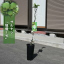 果樹 さるなし 垣優1号 苗木 サルナシ かんゆう ベビーキウイ 中生種 つる性