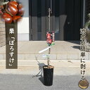2025年NEW 栗苗木 ぽろすけしっかりとした接ぎ木苗1〜2年生くり 苗 授粉樹早生品種ぽろすけ渋皮が剥きやすいクリ苗 くり苗