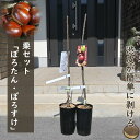 栗苗木 ぽろたん ぽろすけ 2本セット しっかりとした接ぎ木苗1~2年生くり 苗 授粉樹栗ぽろたん ぽろすけ渋皮が剥きやすいクリ苗 くり苗