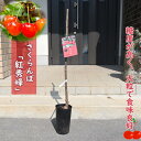 2025年NEW 紅秀峰 苗木 サクランボ 接ぎ木 2年生 さくらんぼ べにしゅうほう
