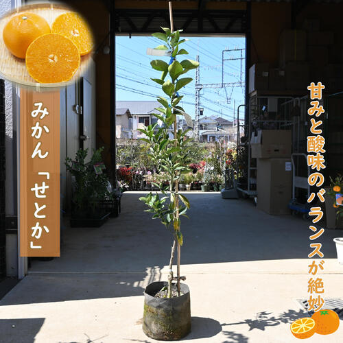 imgrc0100369446.jpg imgrc0100369446.jpg