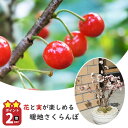 2025年プレゼントに花と実と楽しめおすすめさくらんぼの花と実がなるサクランボの4月に実が楽しめます2024年4月開花後5月に実がなる盆栽 暖地さくらんぼ サクランボ 果樹 暖地桜桃