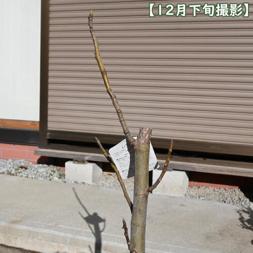 いちじく ザ・キング 苗木 無花果 イチジク 挿し木 2年生 果樹 夏果専用