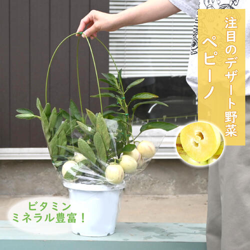 楽天市場】ペピーノ 苗の通販