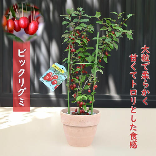 楽天市場】びっくりグミの通販