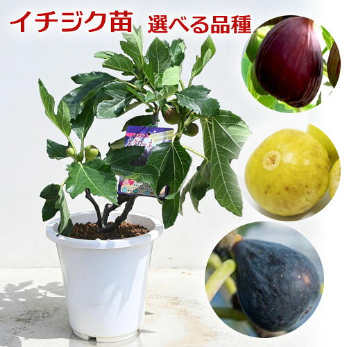 楽天市場】ネグローネ イチジクの通販