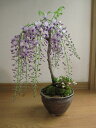 【母の日期間は開花調整した藤をお届け】お誕生日藤のお花を楽しむフジ盆栽ギフト育てる楽しみ藤盆栽香りもするしだれ藤2025年開花藤盆栽となります。盆栽【野田藤】と...