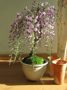 ギフト お祝い誕生日プレゼント盆栽:【藤盆栽】 お花見 2025年4月に開花の開花予定信楽コップ付 炎彩 二個付